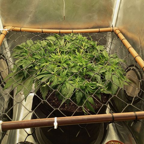 Lemon Haze growlog timeline photo