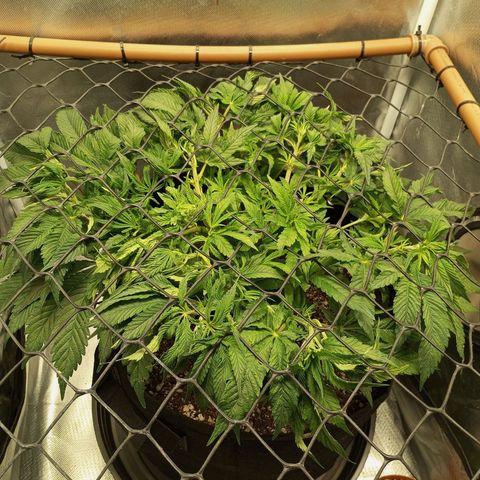 Lemon Haze growlog timeline photo