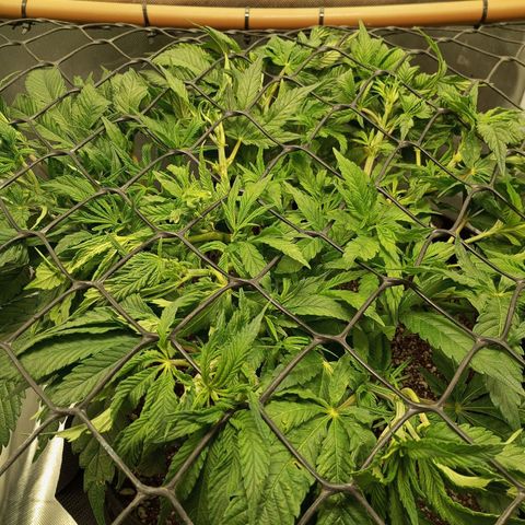 Lemon Haze growlog timeline photo