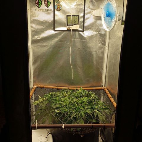 Lemon Haze growlog timeline photo