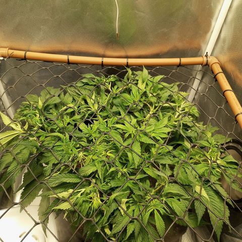 Lemon Haze growlog timeline photo