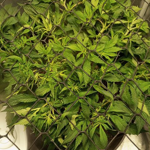 Lemon Haze growlog timeline photo