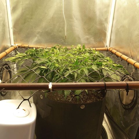 Lemon Haze growlog timeline photo