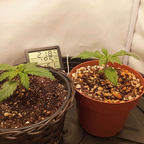 Critical +2 XXL Auto growlog timeline photo