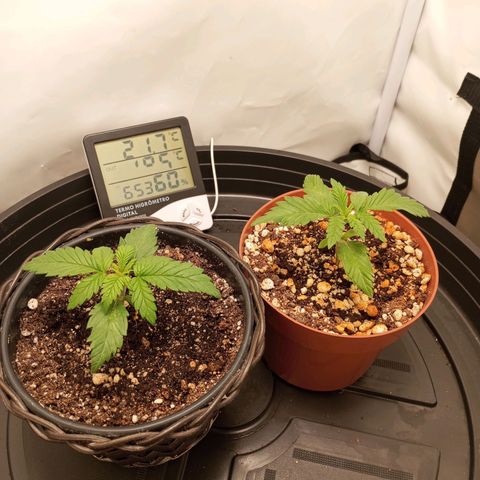 Critical +2 XXL Auto growlog timeline photo