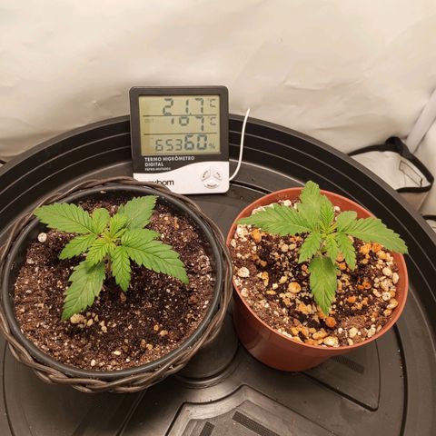 Critical +2 XXL Auto growlog timeline photo