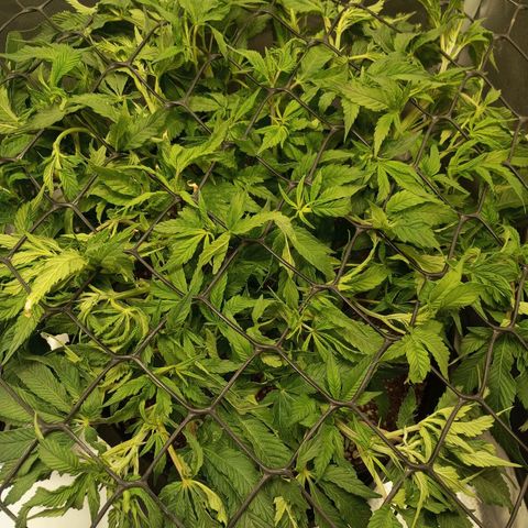 Lemon Haze growlog timeline photo
