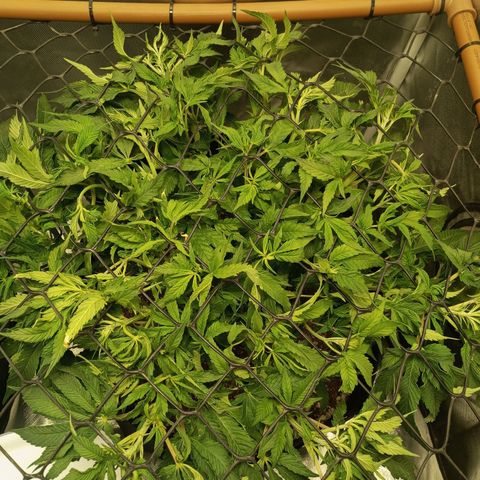 Lemon Haze growlog timeline photo