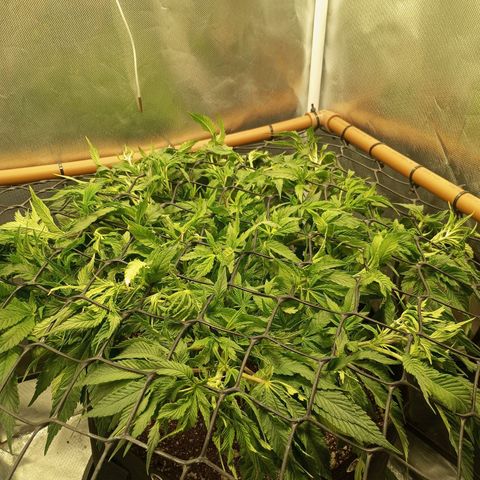 Lemon Haze growlog timeline photo