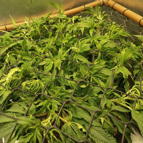Lemon Haze growlog timeline photo