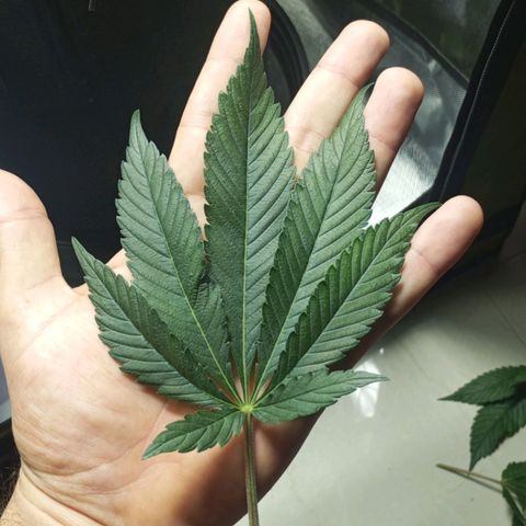 Lemon Haze growlog timeline photo