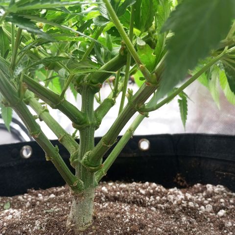 Lemon Haze growlog timeline photo