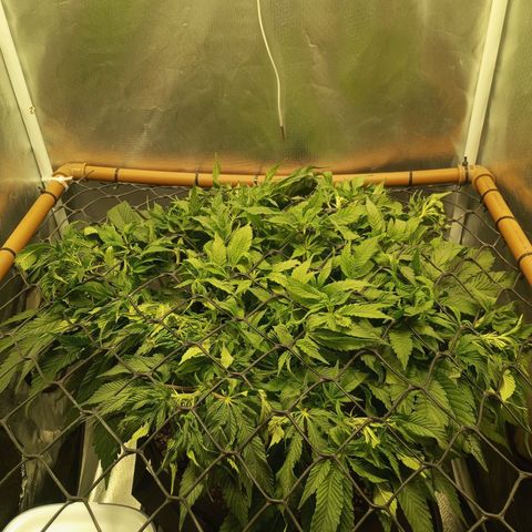 Lemon Haze growlog timeline photo