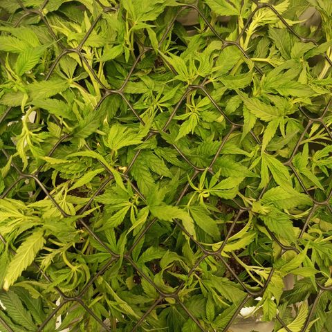 Lemon Haze growlog timeline photo