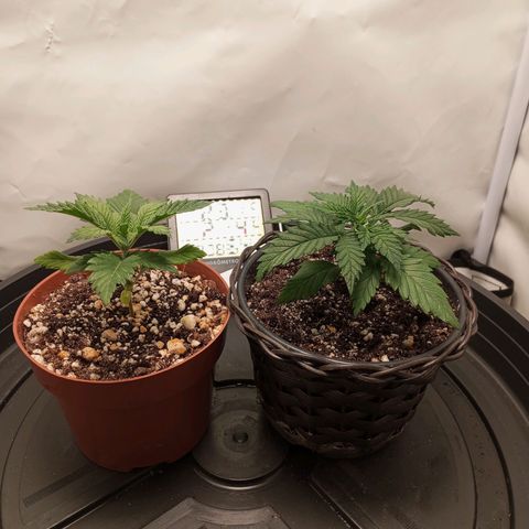 Critical +2 XXL Auto growlog timeline photo