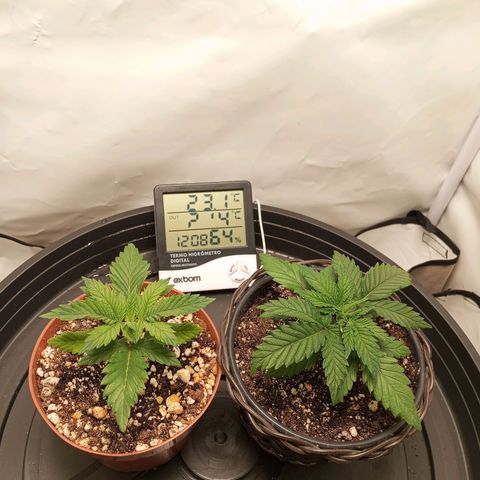 Critical +2 XXL Auto growlog timeline photo
