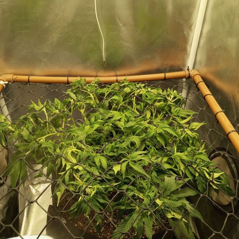 Lemon Haze growlog photo: Limpeza feira para liberar luz nas novas ramificações 