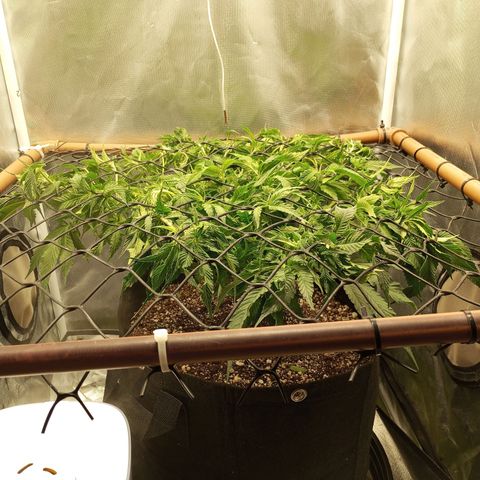 Lemon Haze growlog photo: Limpeza feira para liberar luz nas novas ramificações 