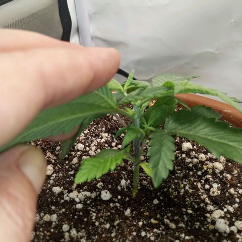 Critical +2 XXL Auto growlog photo: Feito poda top no quinto nó e transplante para vaso final.