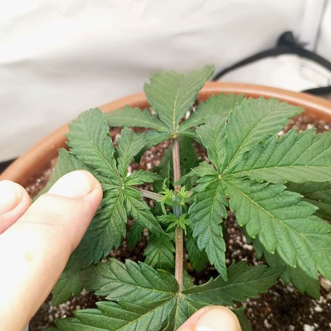 Critical +2 XXL Auto growlog photo: Feito poda top no quinto nó e transplante para vaso final.