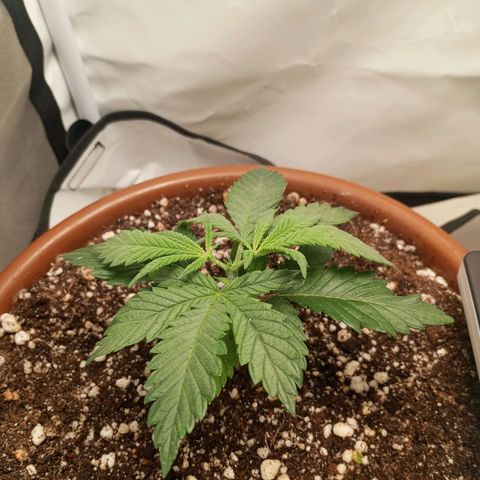Critical +2 XXL Auto growlog photo: Feito poda top no quinto nó e transplante para vaso final.