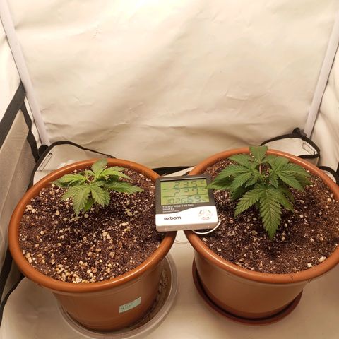 Critical +2 XXL Auto growlog photo: Feito poda top no quinto nó e transplante para vaso final.