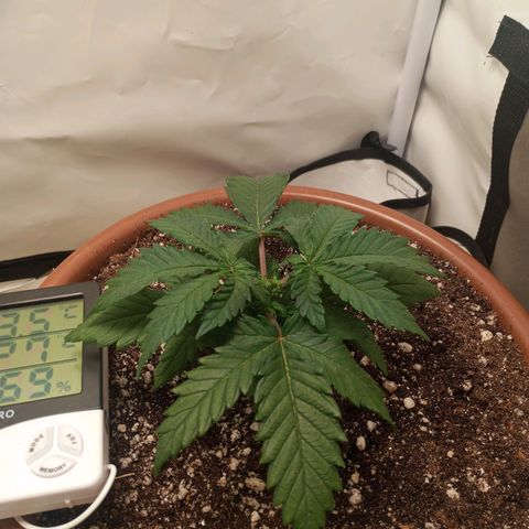 Critical +2 XXL Auto growlog photo: Feito poda top no quinto nó e transplante para vaso final.