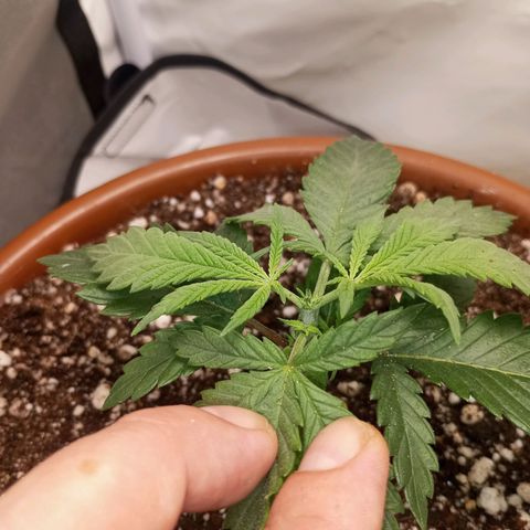 Critical +2 XXL Auto growlog photo: Feito poda top no quinto nó e transplante para vaso final.