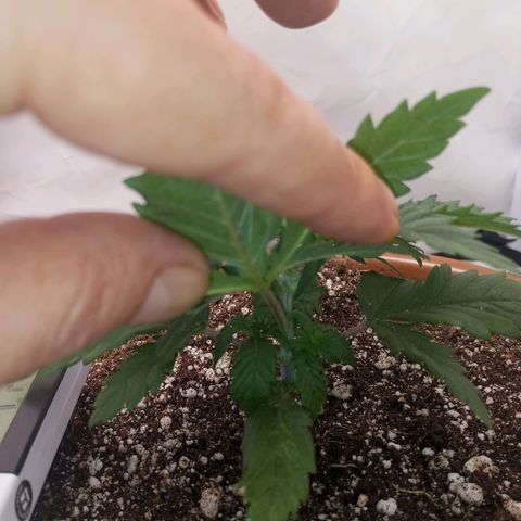 Critical +2 XXL Auto growlog photo: Feito poda top no quinto nó e transplante para vaso final.