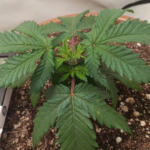 Critical +2 XXL Auto growlog timeline photo