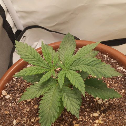 Critical +2 XXL Auto growlog timeline photo