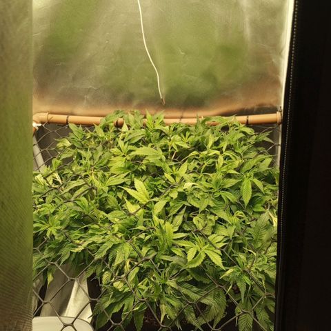 Lemon Haze growlog timeline photo