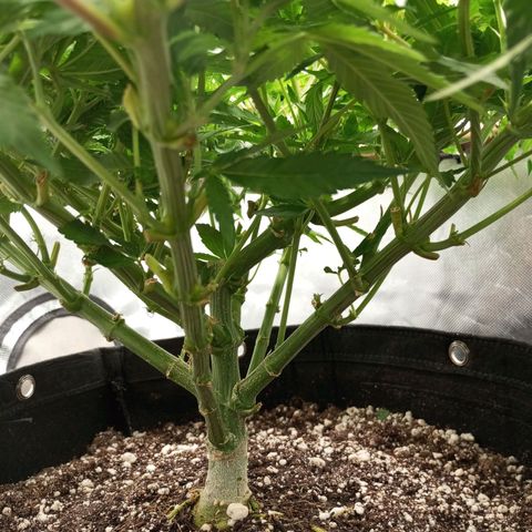 Lemon Haze growlog timeline photo