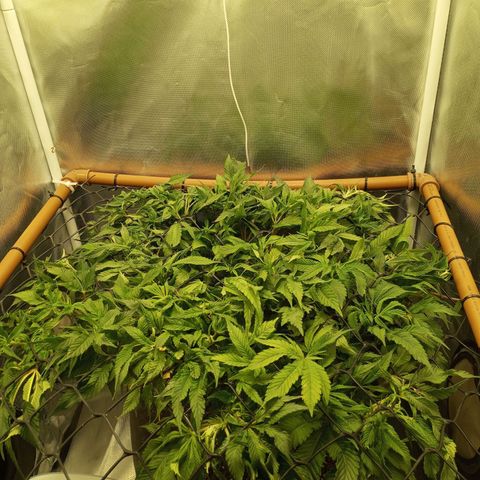 Lemon Haze growlog timeline photo