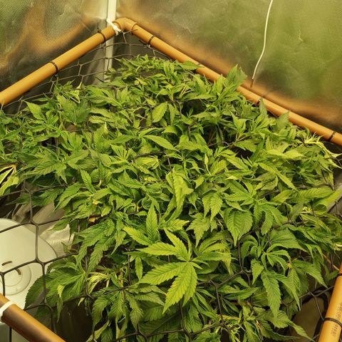 Lemon Haze growlog timeline photo