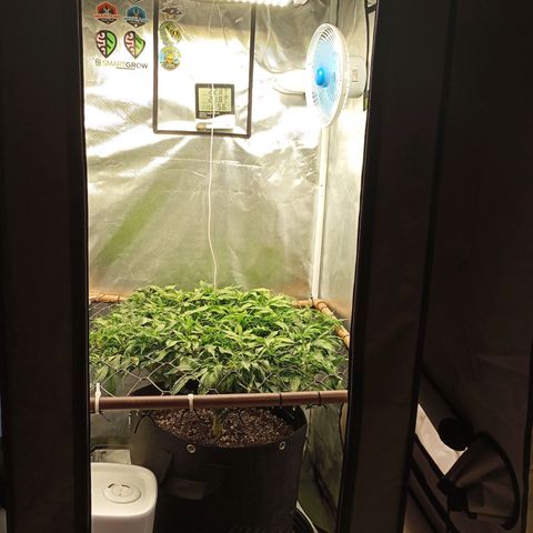 Lemon Haze growlog timeline photo