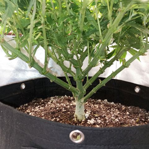 Lemon Haze growlog timeline photo