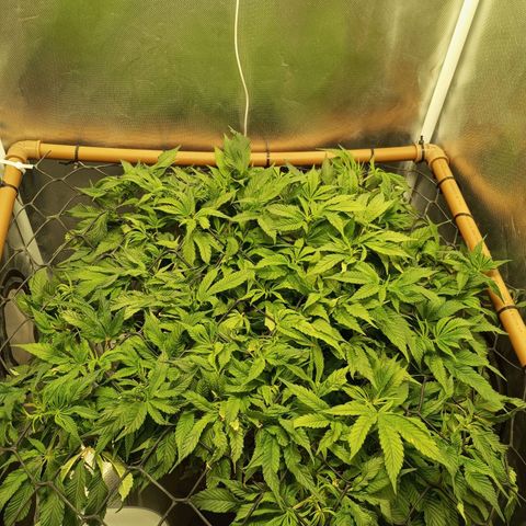 Lemon Haze growlog timeline photo