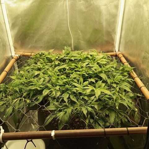 Lemon Haze growlog timeline photo