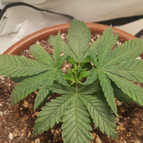 Critical +2 XXL Auto growlog timeline photo