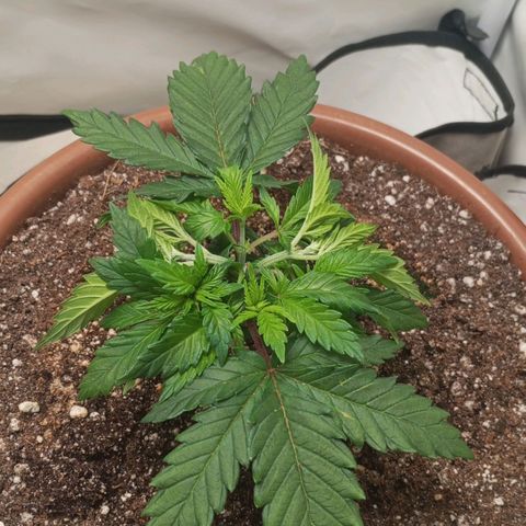 Critical +2 XXL Auto growlog timeline photo