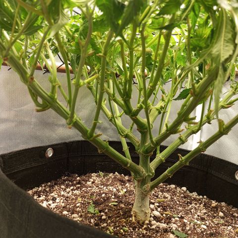 Lemon Haze growlog timeline photo