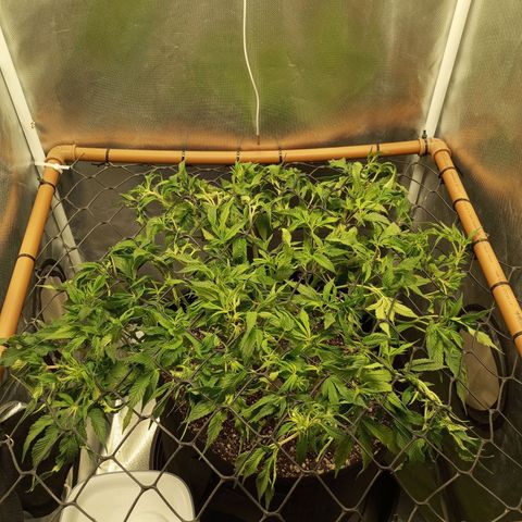 Lemon Haze growlog timeline photo