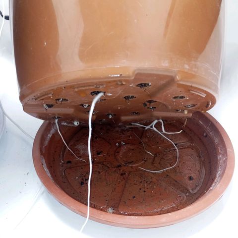 Critical +2 XXL Auto growlog timeline photo