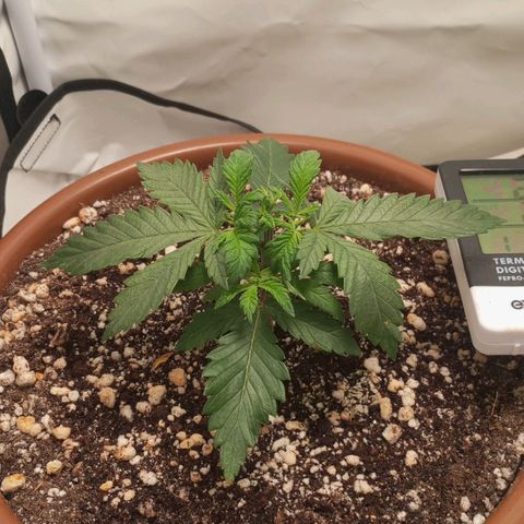 Critical +2 XXL Auto growlog timeline photo