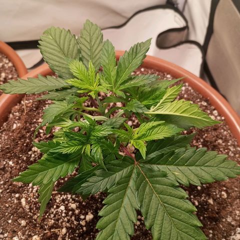 Critical +2 XXL Auto growlog timeline photo
