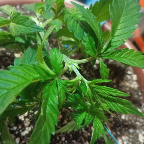 Critical +2 XXL Auto growlog photo: Segunda poda top feita no segundo nó de cada ramificação superior.