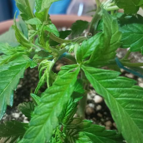 Critical +2 XXL Auto growlog photo: Segunda poda top feita no segundo nó de cada ramificação superior.