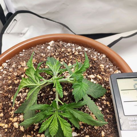 Critical +2 XXL Auto growlog timeline photo