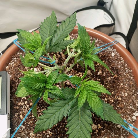 Critical +2 XXL Auto growlog timeline photo